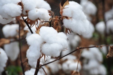 USDA Cotton Classing